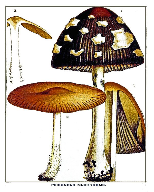 Mushrooms Botanical Art 1800s Illustration Print