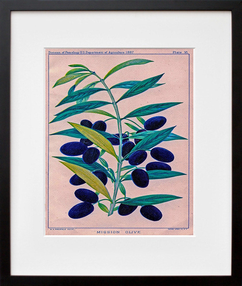 Olives Kitchen Wall Art Botanical Print