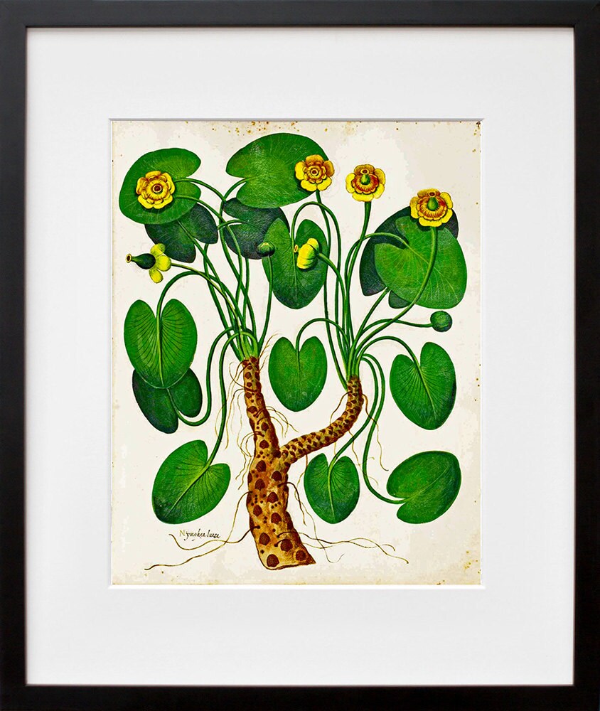 Botanical Art Vintage Plant Print Art Illustration