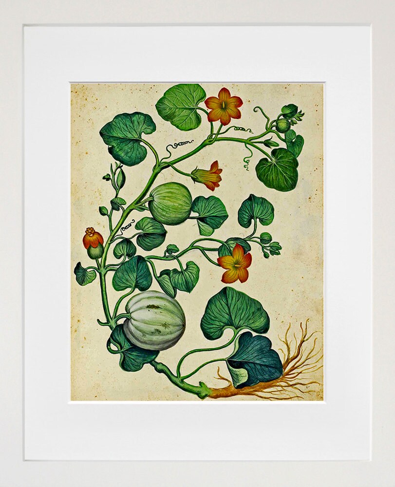 Botanical Art Vintage Plant Print Art Illustration