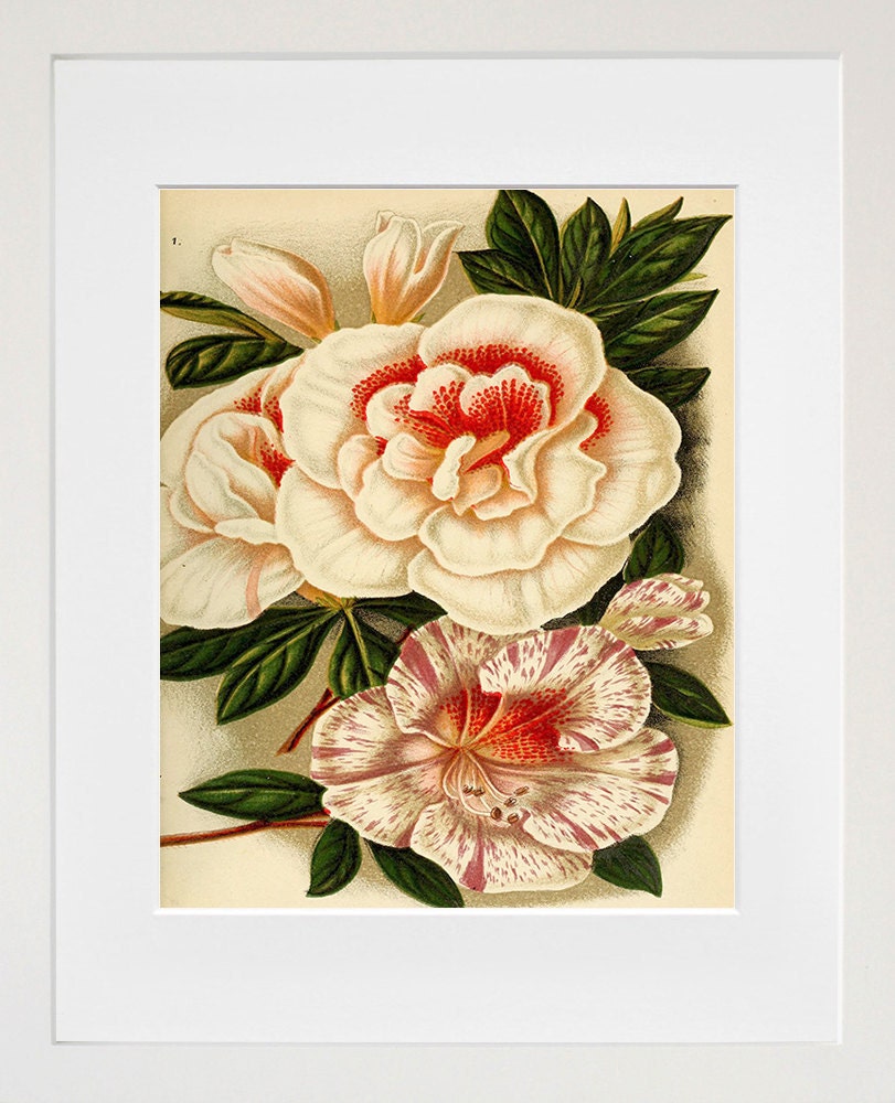 Flowers Print Vintage Wall Art Illustration