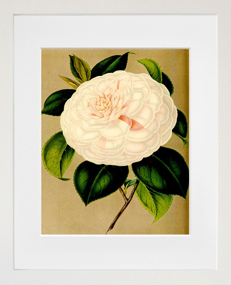 Flowers Print Vintage Home Decor Art Illustration