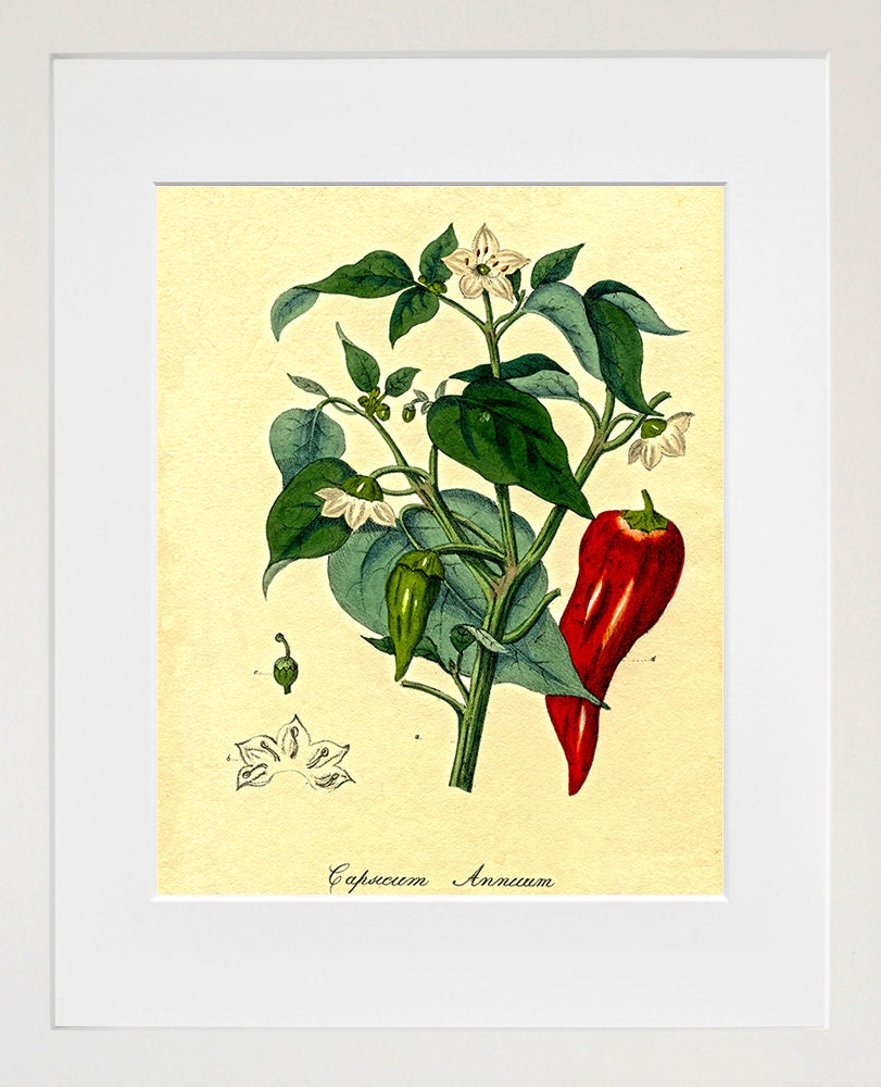 Botanical Art Peppers Print Garden Illustration