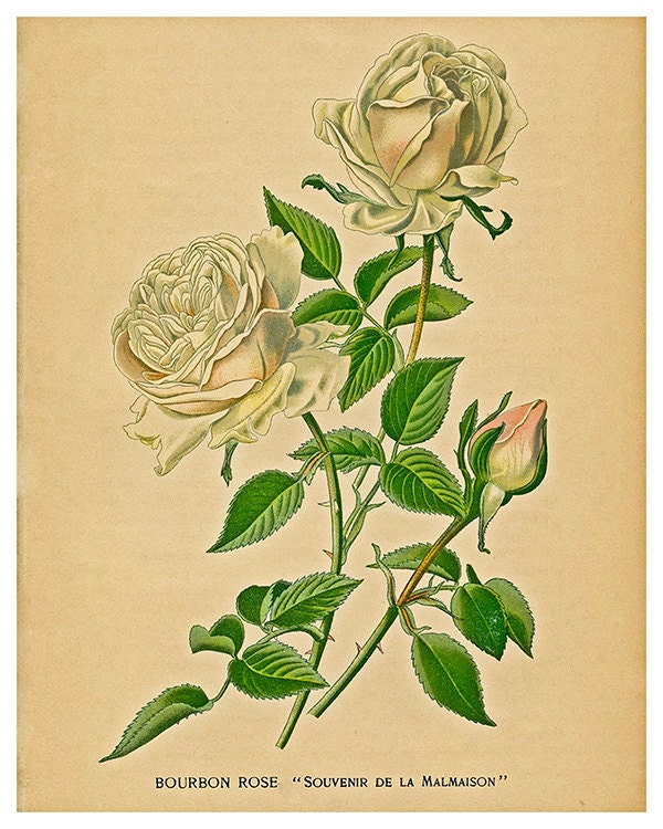 Rose Art Botanical Print Kitchen Wall Art