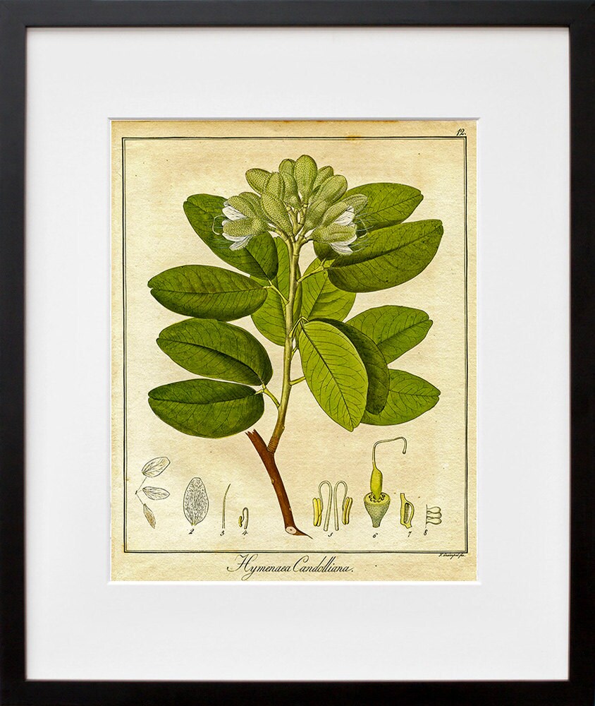 Botanical Print Vintage Plant Art Illustration