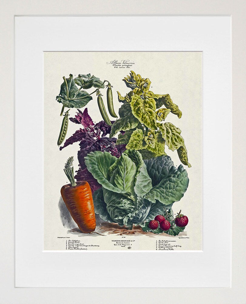 Botanical Print Vintage Vegetable Art Illustration