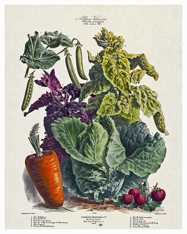 Botanical Print Vintage Vegetable Art Illustration