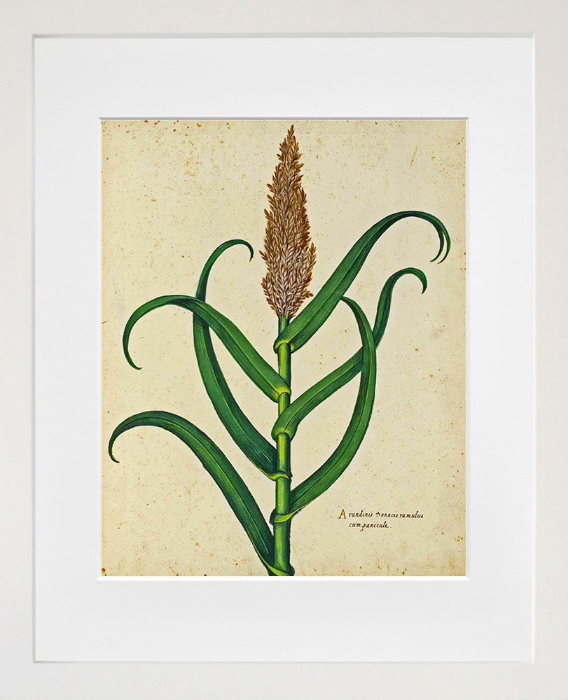 Botany Art Corn Print Vintage Art Illustration