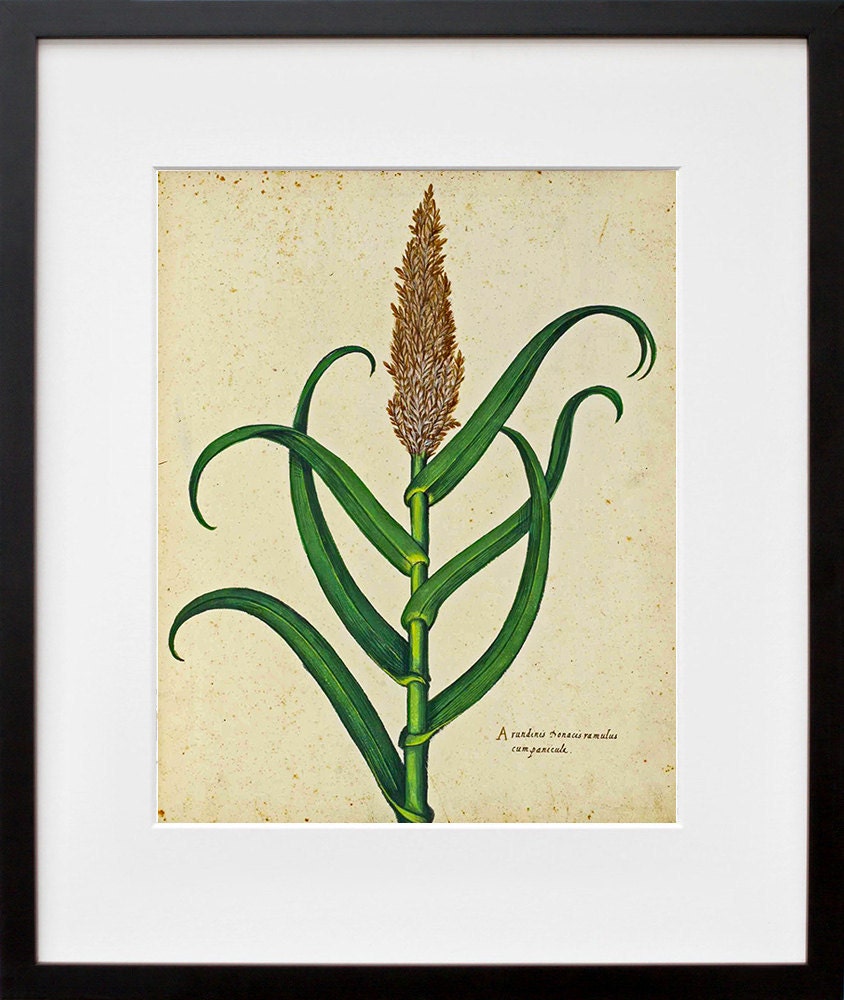 Botany Art Corn Print Vintage Art Illustration