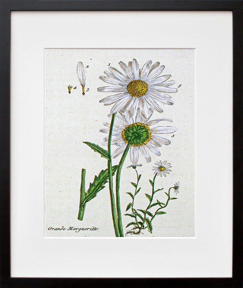 Botanical Flowers Print Vintage Daisy Art Illustration