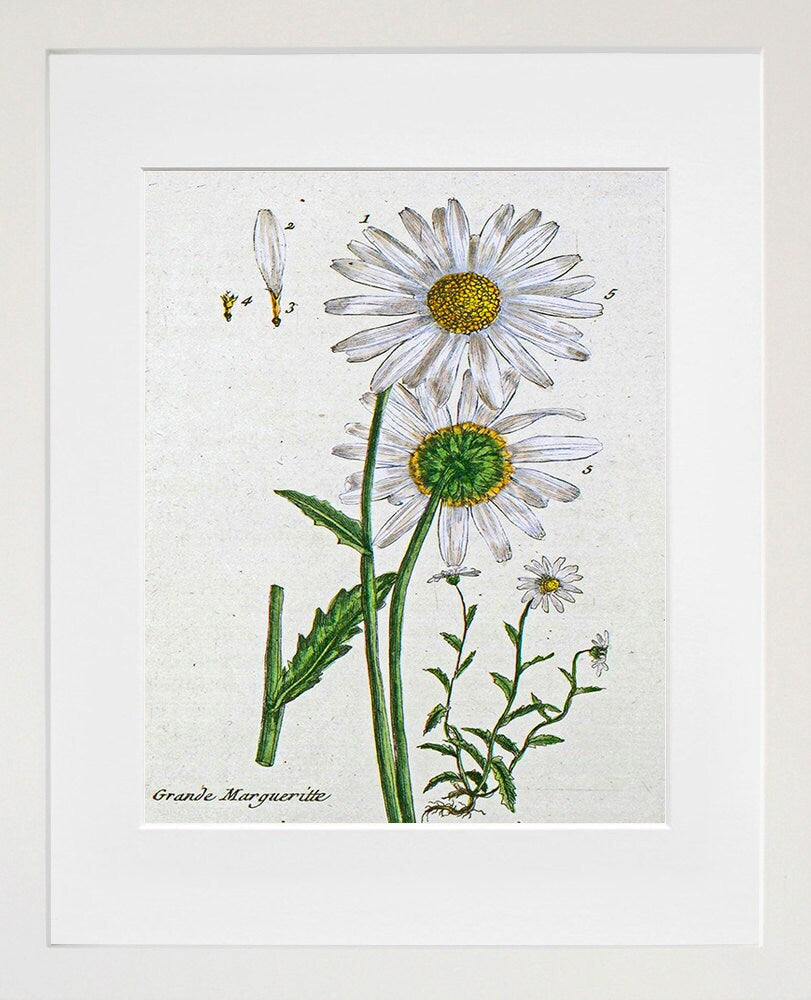 Botanical Flowers Print Vintage Daisy Art Illustration