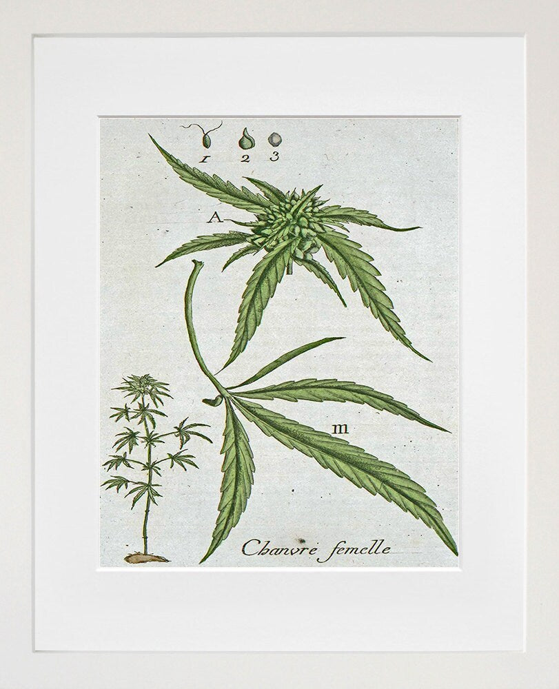 Marijuana Art Botanical Print Hemp Leaf