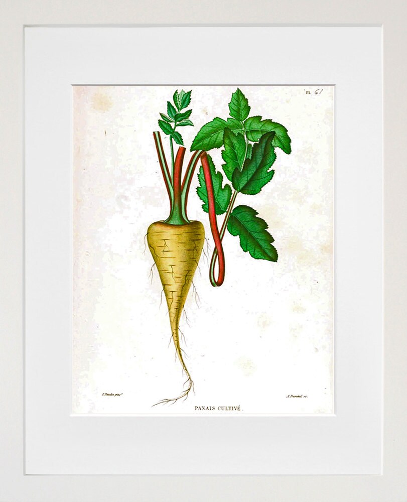 Botanical Art Parsnips Kitchen Wall Print