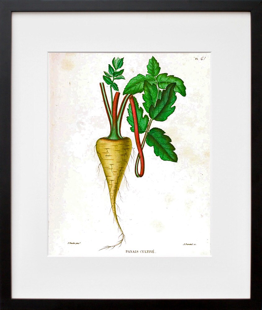 Botanical Art Parsnips Kitchen Wall Print