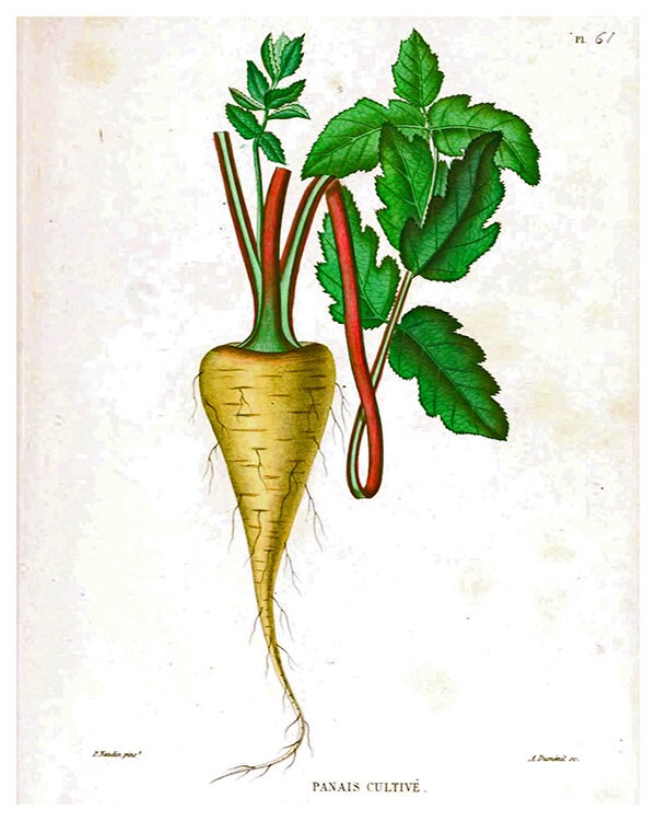 Botanical Art Parsnips Kitchen Wall Print