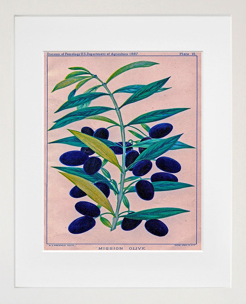 Olives Kitchen Wall Art Botanical Print