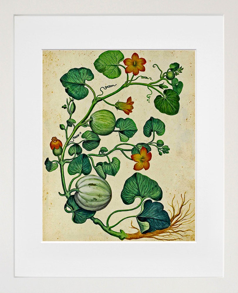 Botanical Print Vintage Vine Art Illustration