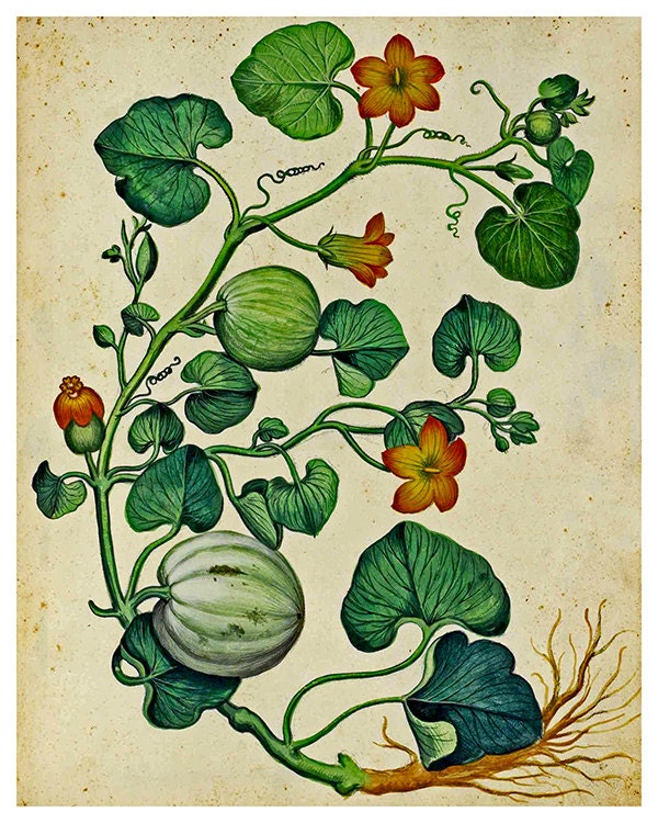 Botanical Print Vintage Vine Art Illustration