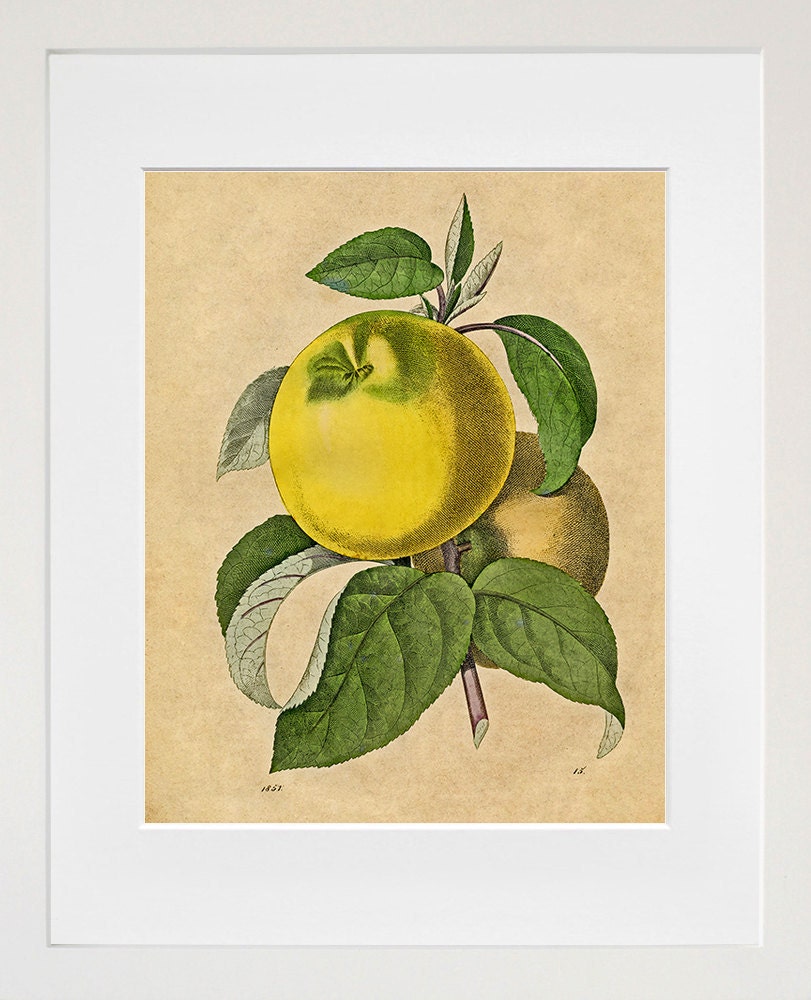 Apple Botanical Art Print Vintage Illustration