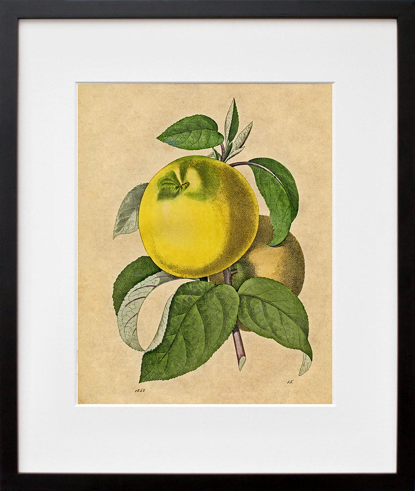 Apple Botanical Art Print Vintage Illustration