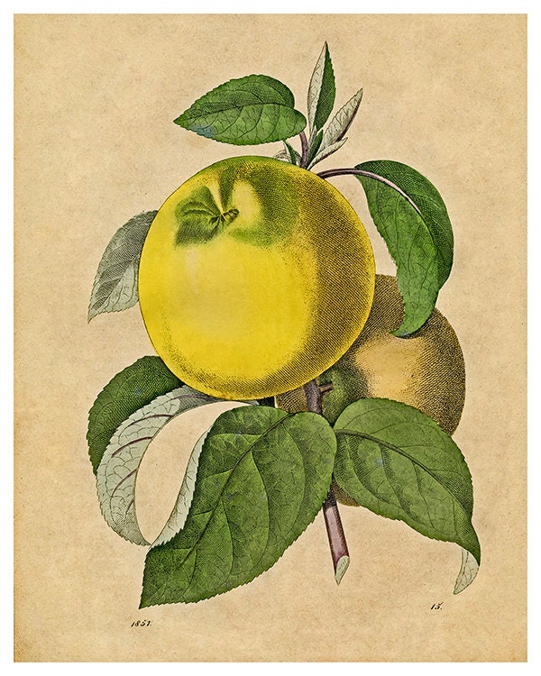 Apple Botanical Art Print Vintage Illustration