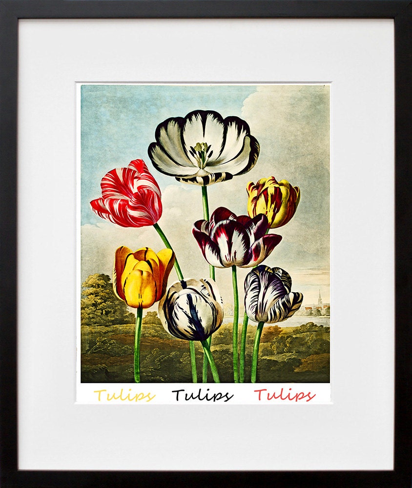 Tulips Botanical Art Print Home Decor (ZT349)