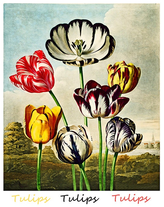 Tulips Botanical Art Print Home Decor (ZT349)