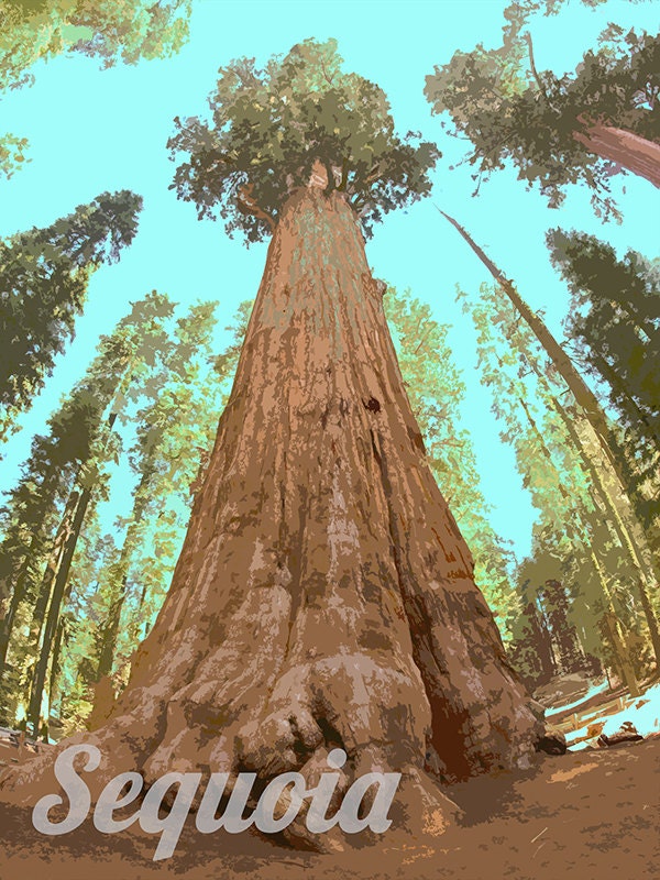 Sequoia National Park Art California Travel Poster Print Home Decor (ZB12)
