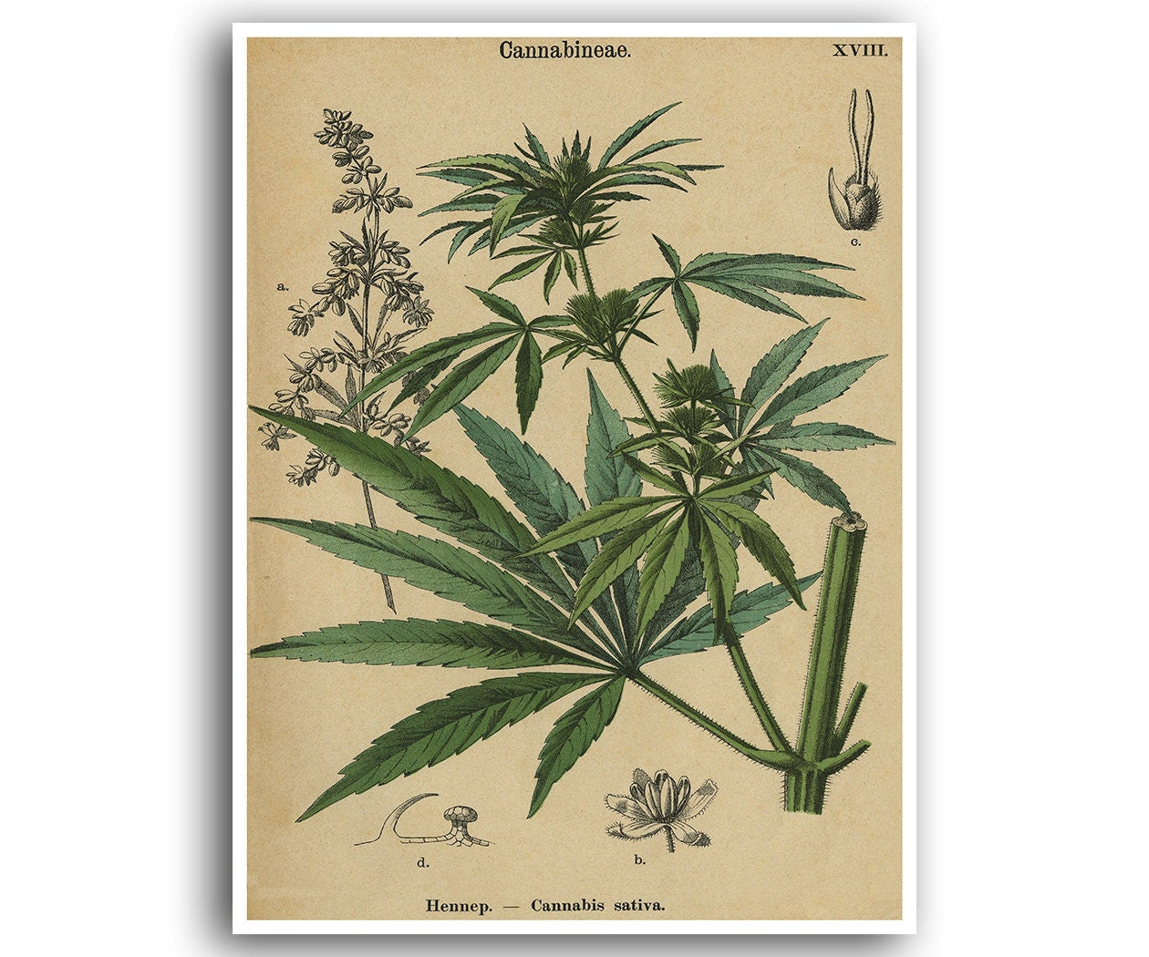 Marijuana Poster Cannabis Art Weed Print Hemp Plant Wall Decor Botanical 27