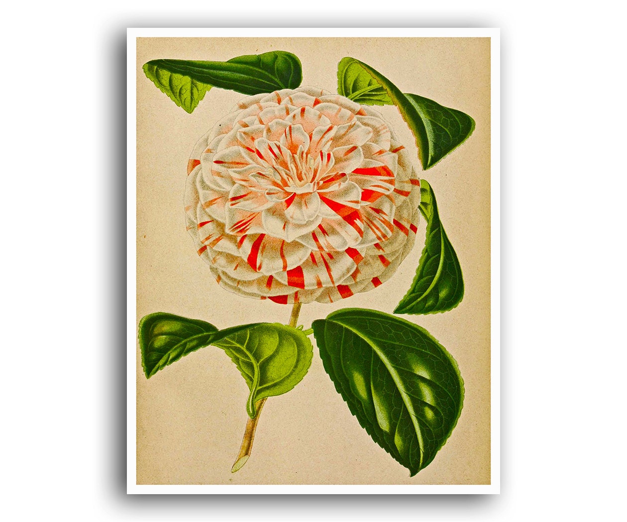 Botanical Art Print Rose Mums Carnation Flower Poster Floral Art Print Plant Wall Decor Botanical 21