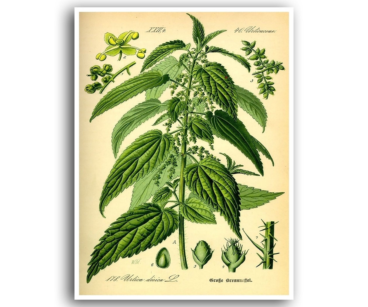 Nettle Art Print Weed Poster Plant Wall Decor Botanical 29